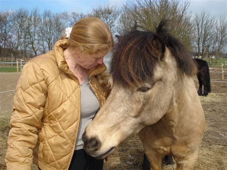 Islænder Lögg frá Brún - Har du noget lækkert? :) billede 7