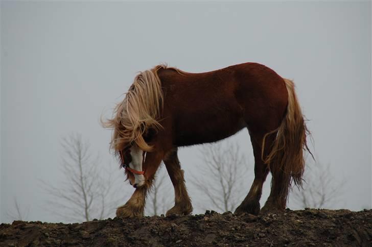 Irish Cob Flora  May´s Kenya - Årh altså nu kom der uorden i mit hovskæg  billede 12