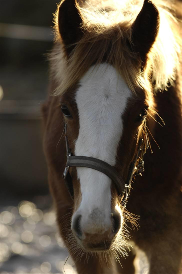 Irish Cob Flora  May´s Kenya - Hos tidligere ejer, ca. 10 måneder gammel  billede 13