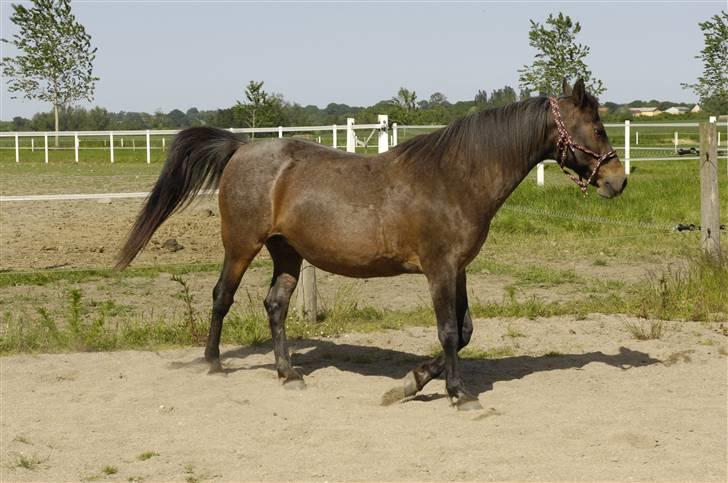 Anden særlig race Coco R.I.P - Skønne smukke Coco billede 10