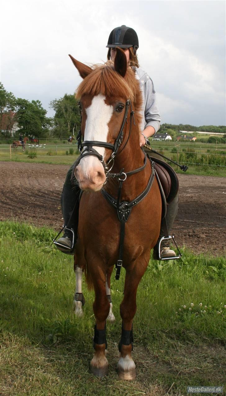 Anden særlig race Skovbrynets Nichlos billede 14