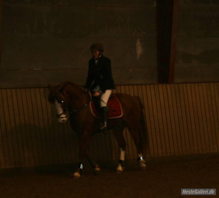 Anden særlig race Skovbrynets Nichlos billede 15