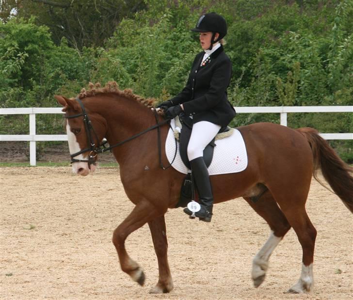 Anden særlig race Skovbrynets Nichlos billede 17