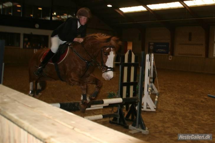 Anden særlig race Skovbrynets Nichlos billede 18