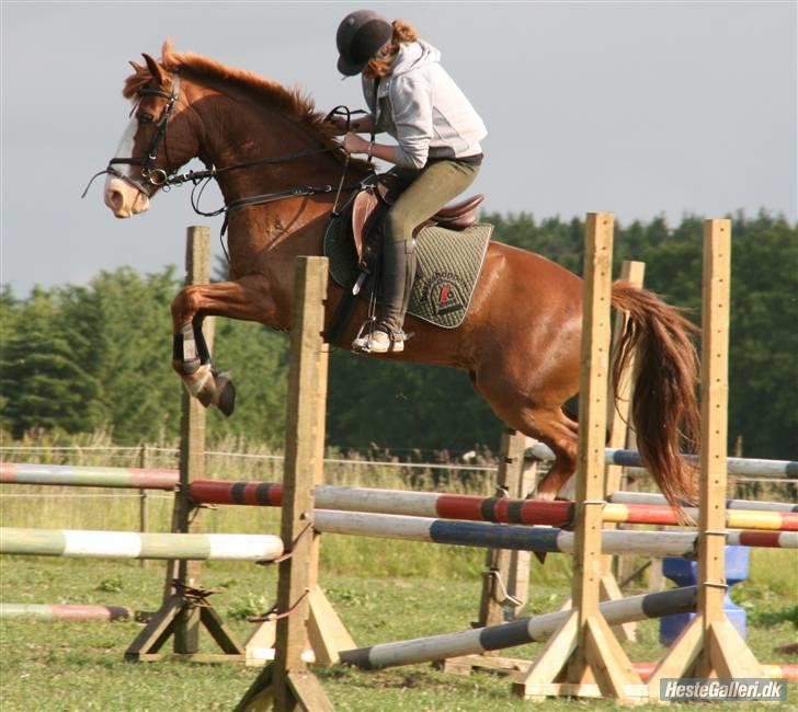 Anden særlig race Skovbrynets Nichlos billede 19