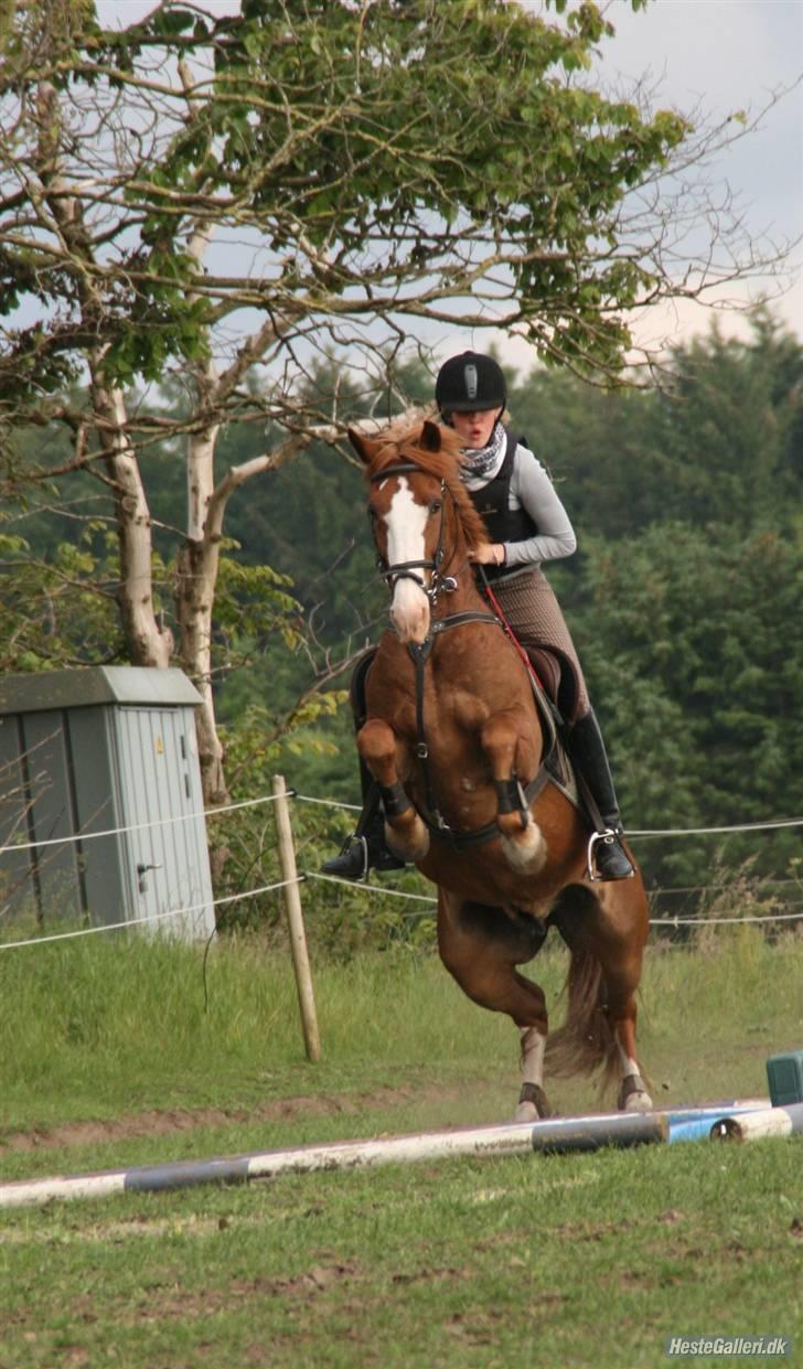 Anden særlig race Skovbrynets Nichlos billede 20