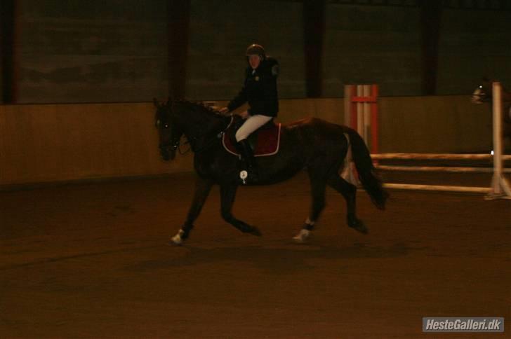 Anden særlig race Skovbrynets Shetan Solgt billede 15