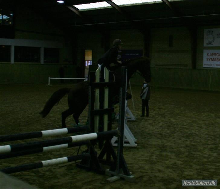 Anden særlig race Skovbrynets Shetan Solgt billede 16