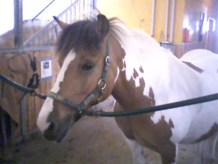 Pinto l Honey<3:*  - Honey efter rideturen, på rideskolen, Engtoft. (jeg havde ikke redet hende i over 1 år! ö )   - savner og elsker dig, min tøs :/ billede 10