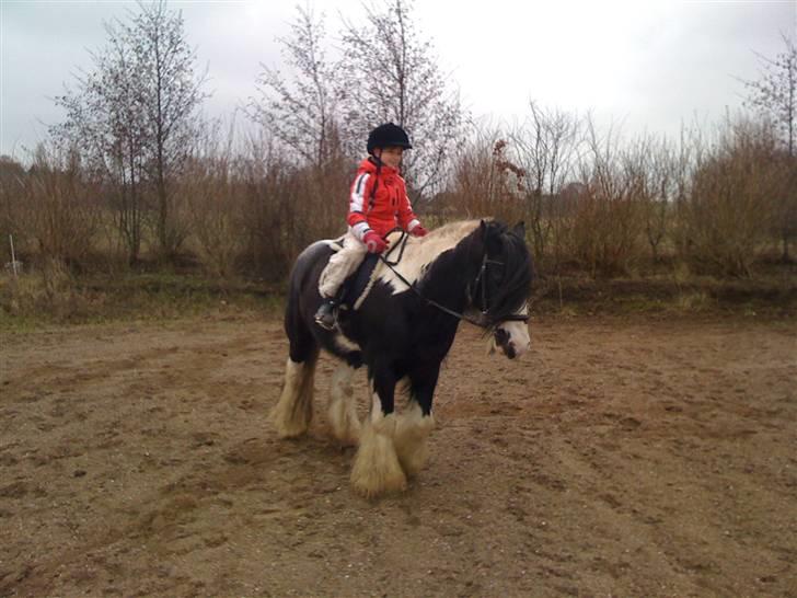 Irish Cob Jesper af Høvegård billede 7