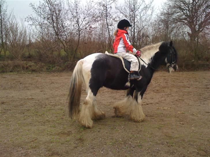 Irish Cob Jesper af Høvegård billede 8