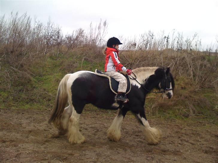 Irish Cob Jesper af Høvegård billede 9