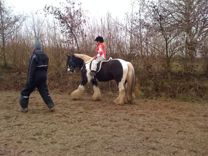 Irish Cob Jesper af Høvegård billede 10