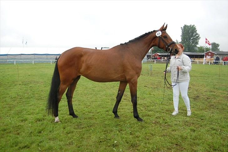 Holstener Wajes Capice (Følle) - Det fynske dyrskue 2010. Fotograf Karoline billede 7