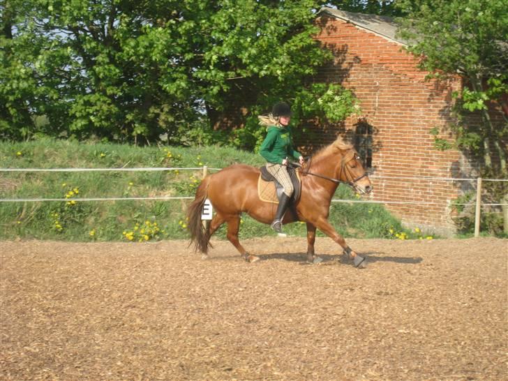 Anden særlig race Tanja<33 - mig og tanja i galop den 29 aprl 09 billede 18