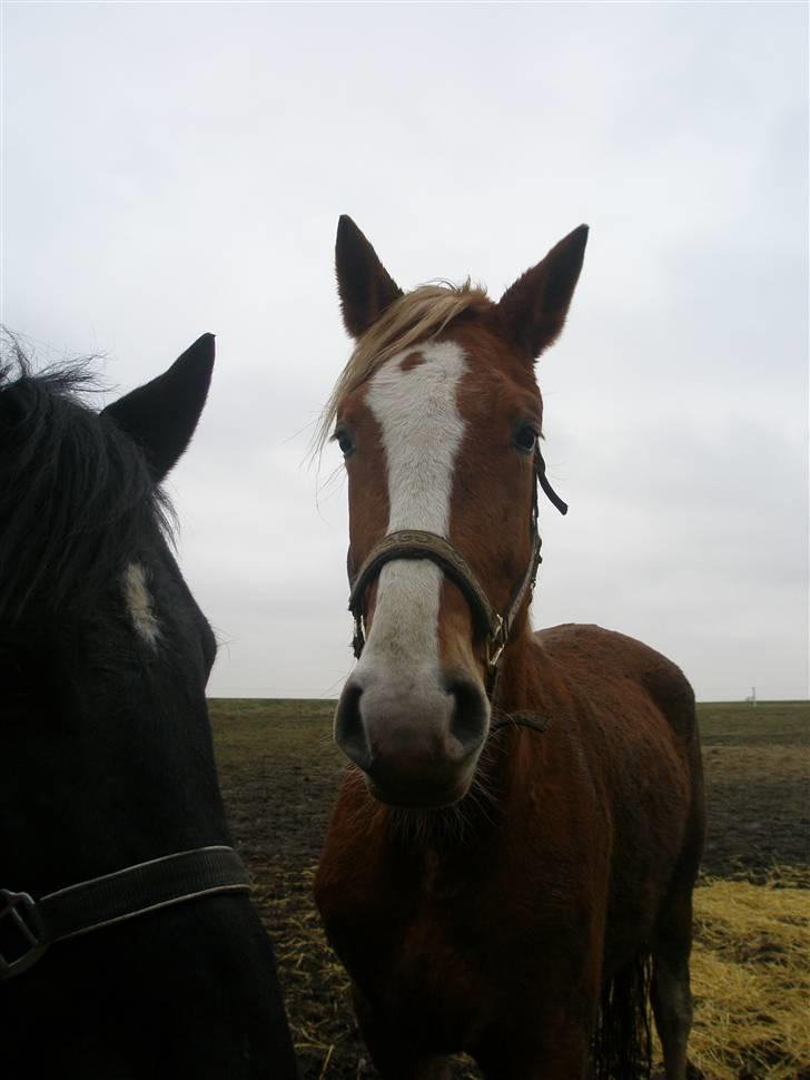 Frederiksborg Emilie (Mille) #solgt# - Velkommen til milles profil<3 billede 1