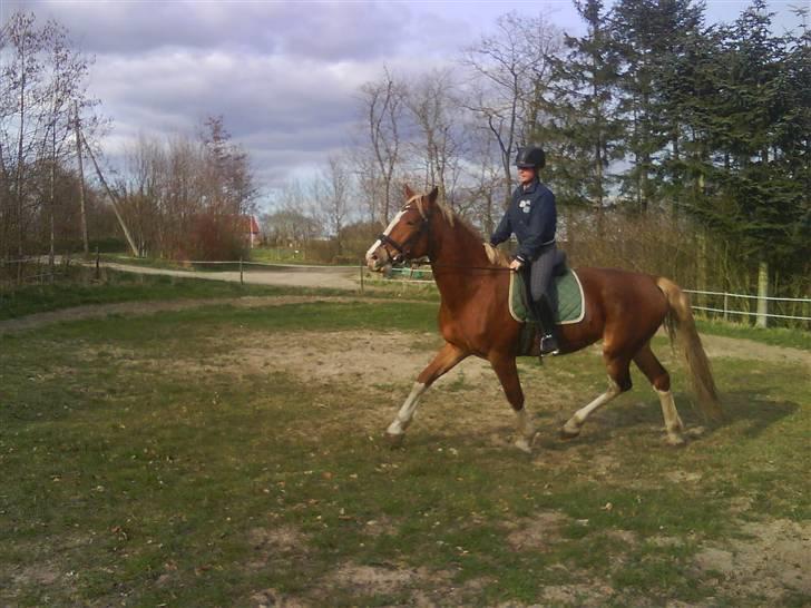 Frederiksborg Emilie (Mille) #solgt# - Maria rider mille billede 3