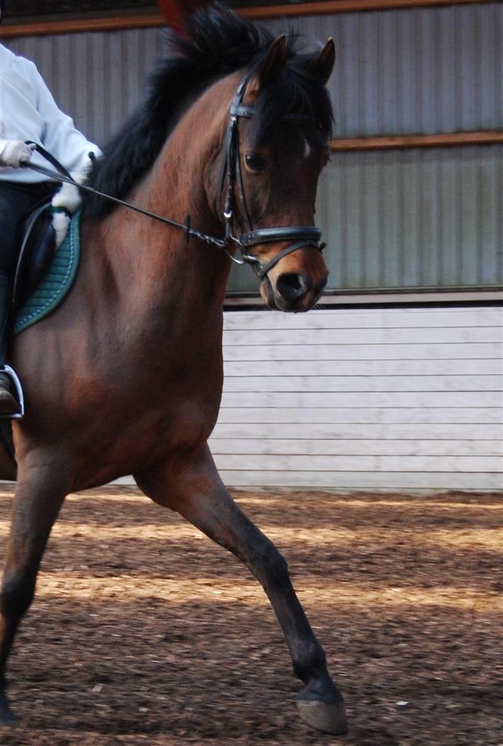 Anden særlig race Garcon billede 4