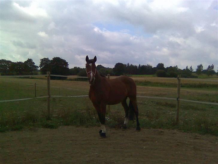 Fuldblod (XX) tatoonie "R.I.P min elskede dreng"<3  billede 16