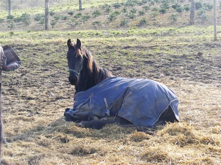 Frieser Zultan von Indegården billede 10