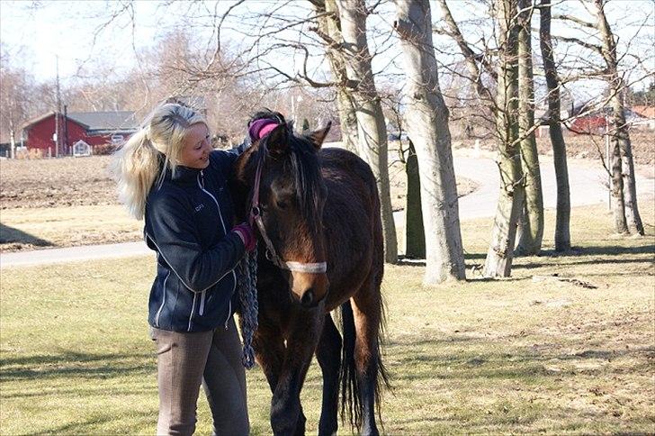 Pinto l »Fascination« billede 1