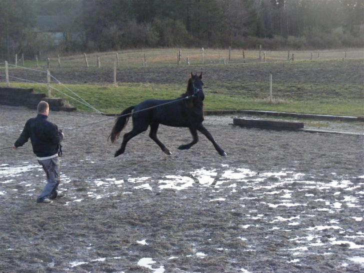 Frieser Zultan von Indegården billede 11
