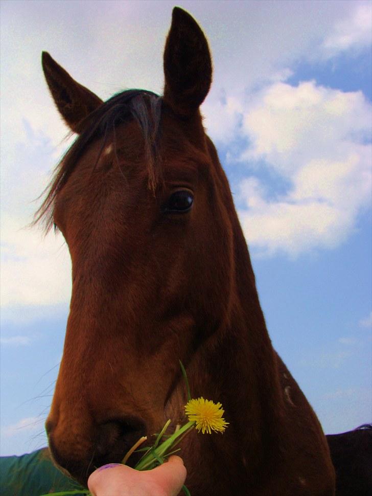 Pinto l »Fascination« billede 2