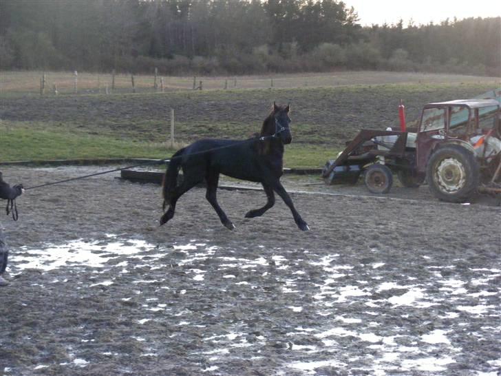 Frieser Zultan von Indegården billede 12
