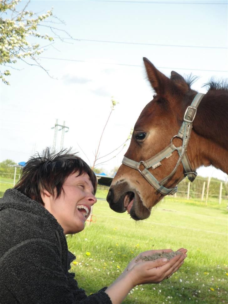 Pinto l »Fascination« billede 5