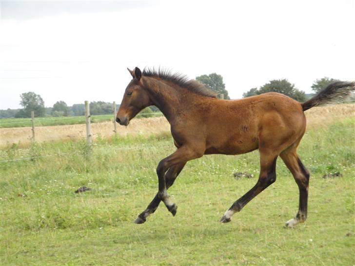 Pinto l »Fascination« billede 7