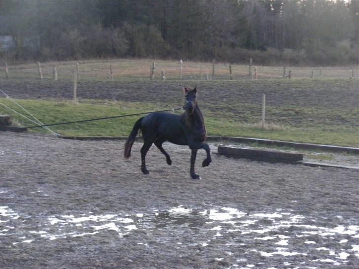 Frieser Zultan von Indegården billede 14