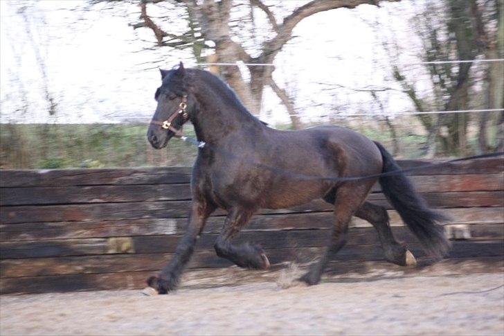 Frieser Bink billede 12