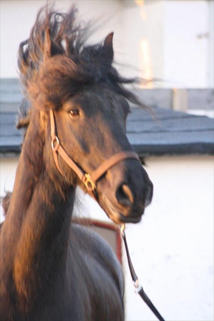 Frieser Bink billede 13