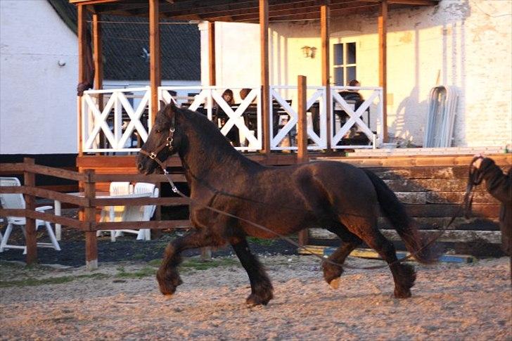 Frieser Bink billede 15