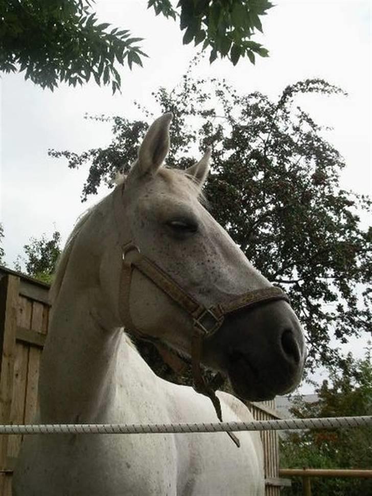 Shagya Araber (SH) Kivalo Esterhazy - Cheval billede 9