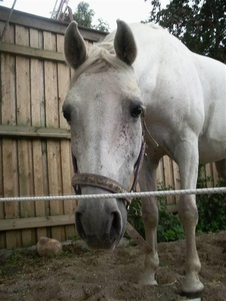 Shagya Araber (SH) Kivalo Esterhazy - Cheval billede 13