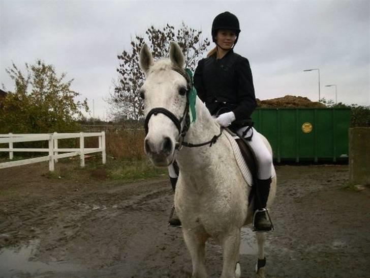 Shagya Araber (SH) Kivalo Esterhazy - Cheval - Sofie rider (ejer) billede 10