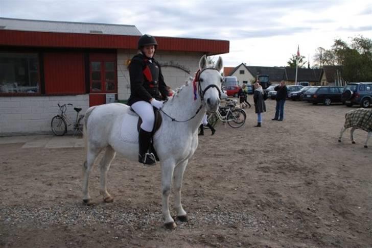 Shagya Araber (SH) Kivalo Esterhazy - Cheval - Et af de første sløjfe stævner billede 11