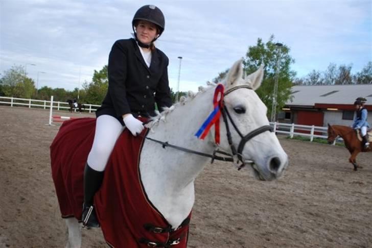 Shagya Araber (SH) Kivalo Esterhazy - Cheval billede 12