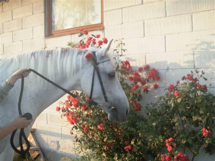 Shagya Araber (SH) Kivalo Esterhazy - Cheval - <3 billede 14