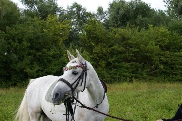Shagya Araber (SH) Kivalo Esterhazy - Cheval billede 15