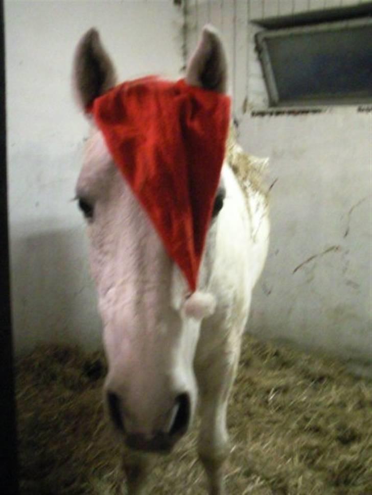 Shagya Araber (SH) Kivalo Esterhazy - Cheval - Jule humør billede 16