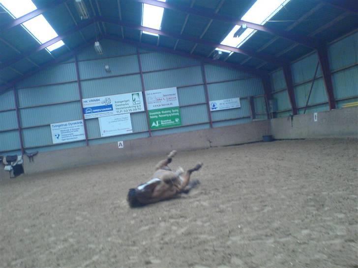 Anden særlig race Max - gammel privat part - Rulle rulle xD foto: mig. billede 19