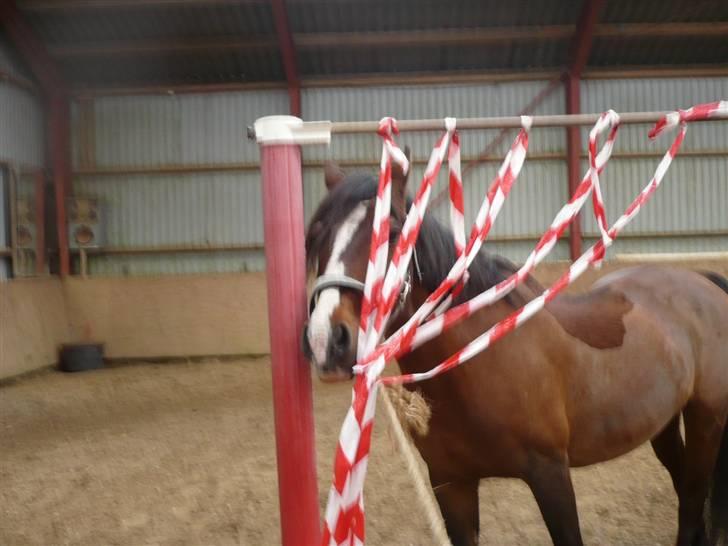 Anden særlig race Max - gammel privat part - d. 9/4. foto: mig. billede 20