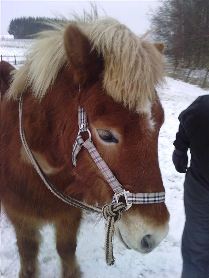 Islænder Glaðnir Fra Sentved - *7 Vi skridtede lige ud på folden og fik nogle skud ;D - Photo  Ella Rún ( Mig ) billede 7