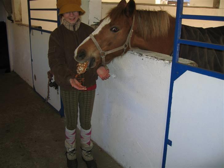 Hollandsk Sportspony Blocklands Hoeves Inge. - Pony som smager en heste kage på hendes fødelsdag(jeg har den hat på fordi mit hår ikke skulle stinke af røg) billede 3