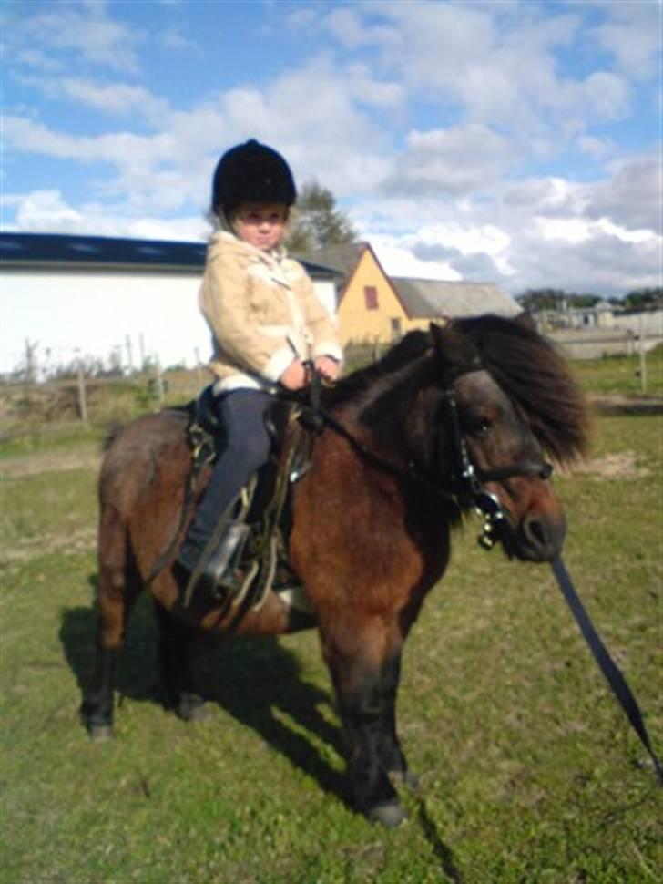 Shetlænder Faster billede 2