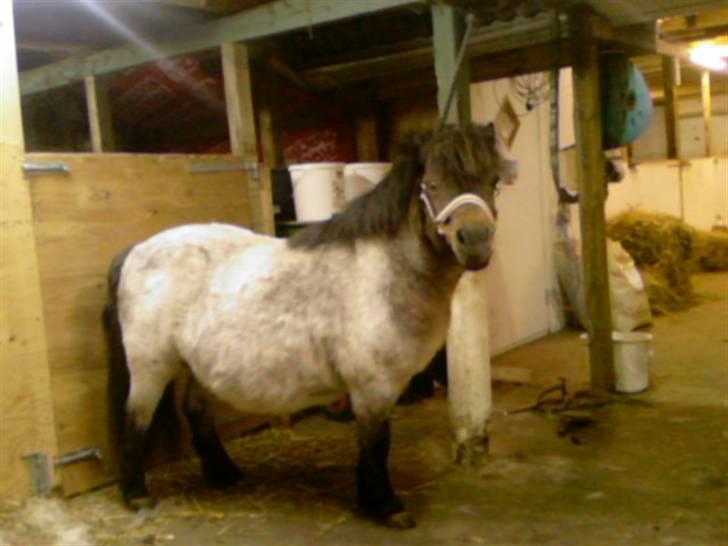 Shetlænder Faster - Faster februar 07´(filipe inde i maven:-)) billede 4