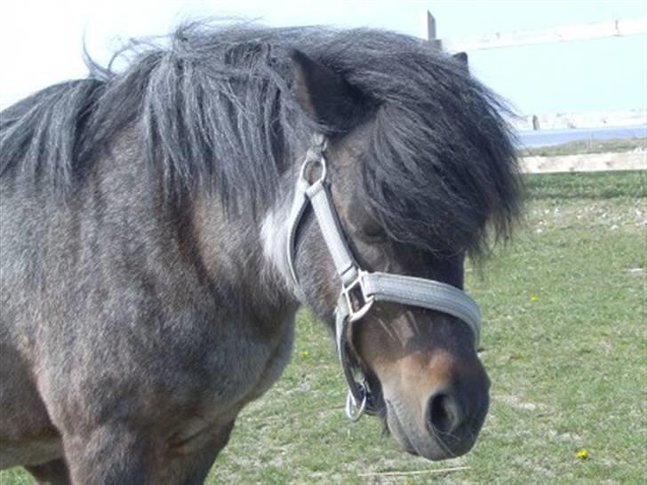 Shetlænder Faster - Faster Zover hehe billede 5