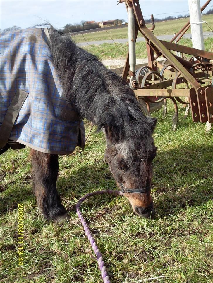 Shetlænder Faster - Marts 09´ billede 6